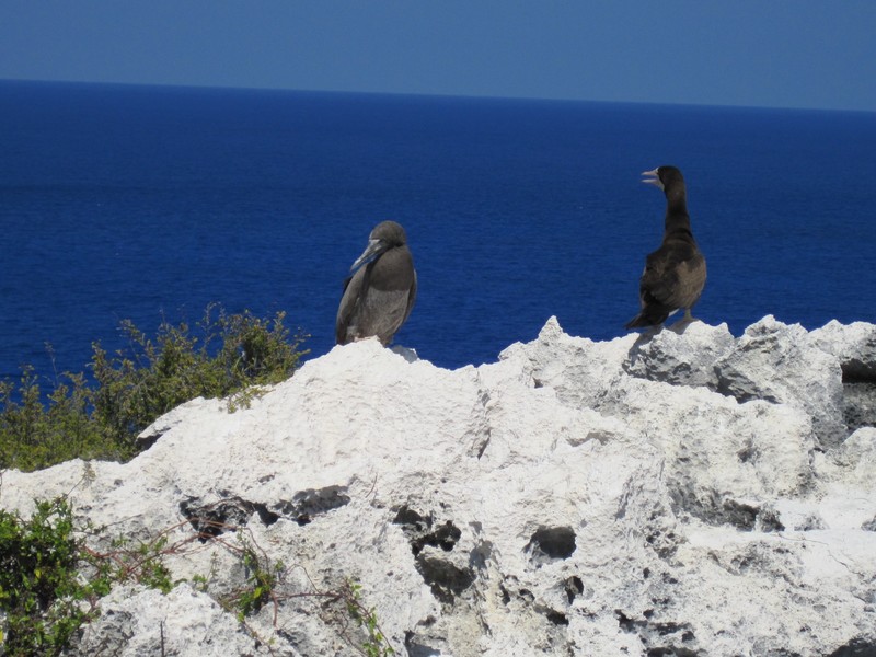 Brown Boobys