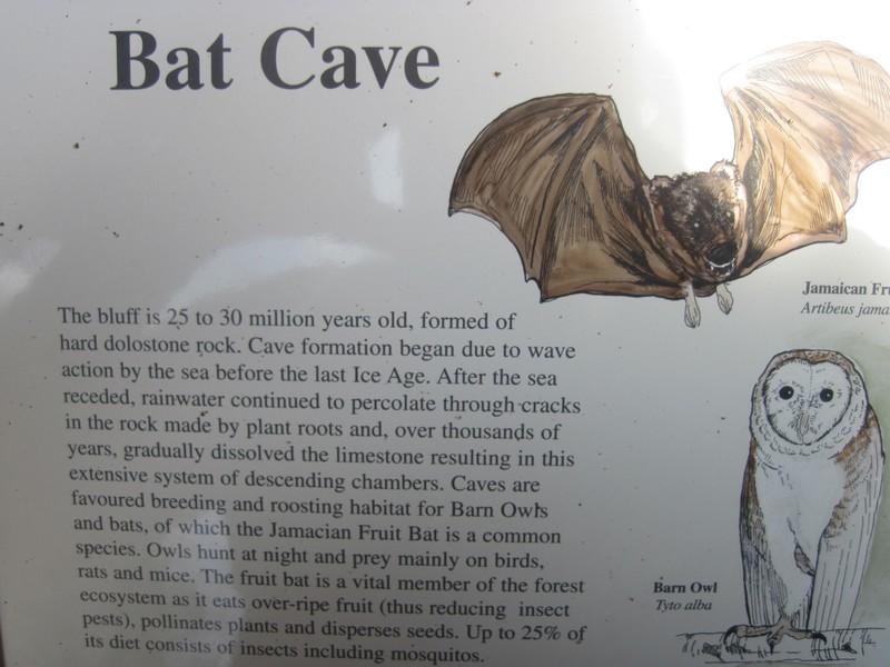 Bat cave info