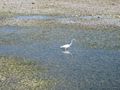 I think this is an Egret fishing in the shallows at low tide.