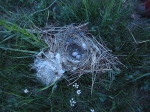 Little nest in the morning :o)