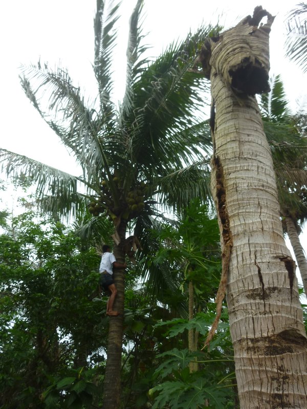 Climbing the coconut tree...