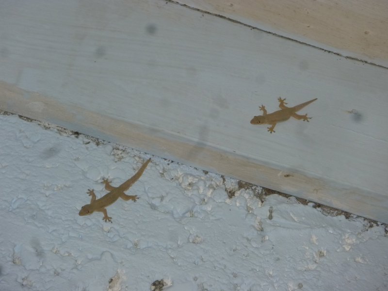 Gecko on the walls...