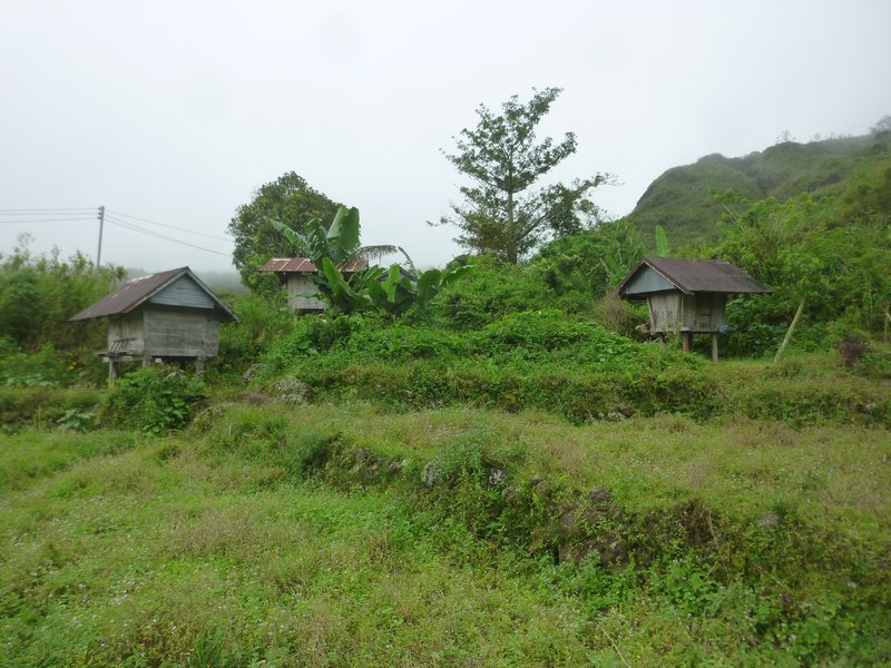 Rice granaries