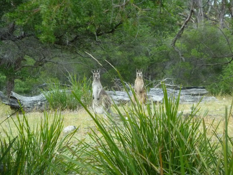 Our first kangaroos !!