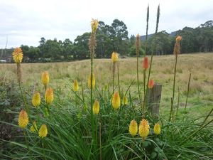 Bruny island XIII