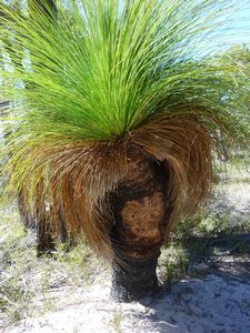 Freycinet funny fern tree :o)