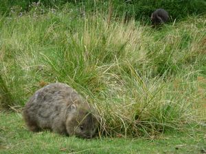 The wombat and the padmelon (foreground for the latter)