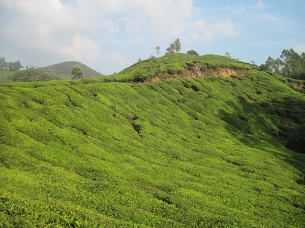 Tea fields