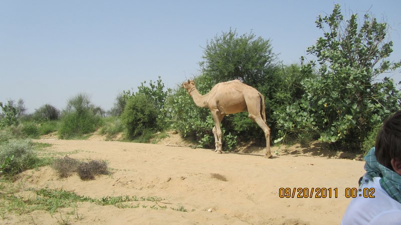 Jaisalmer and Camel Trek 087