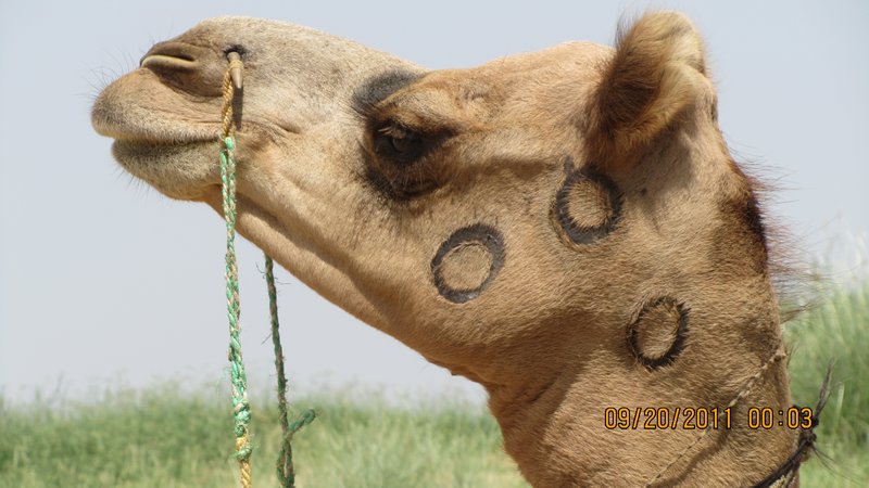 Jaisalmer and Camel Trek 091
