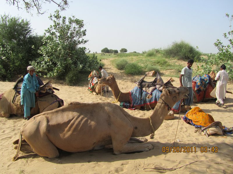 Jaisalmer and Camel Trek 093