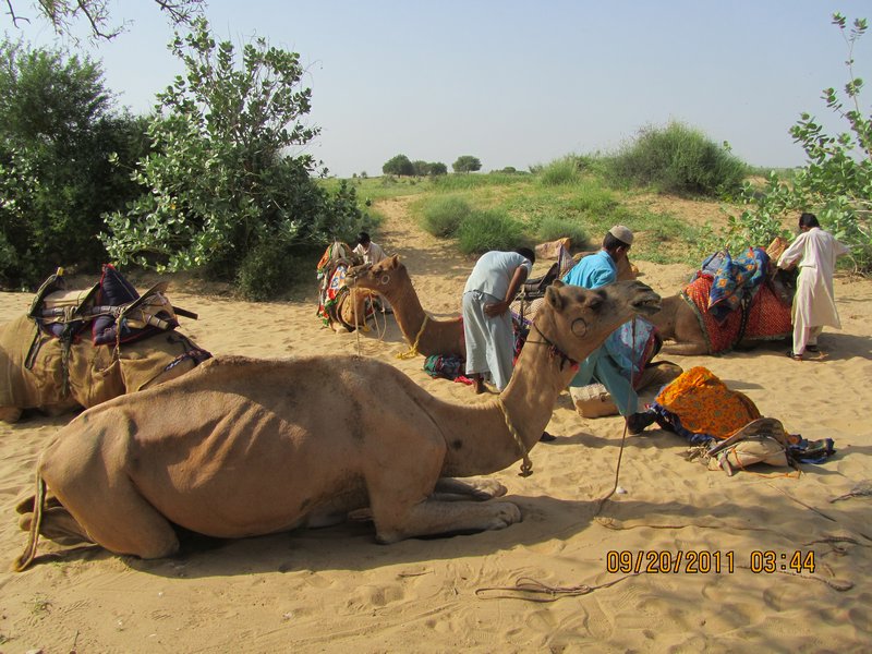 Jaisalmer and Camel Trek 094