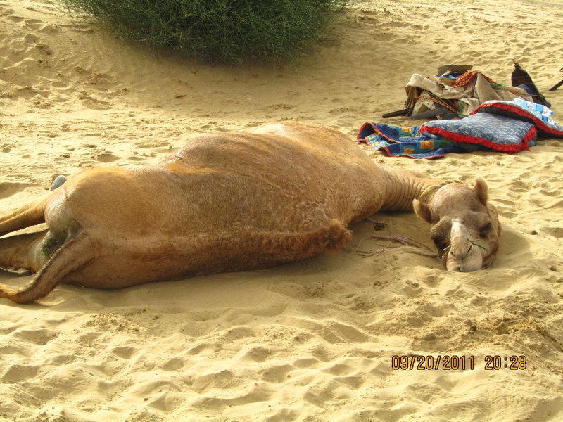 Jaisalmer and Camel Trek 167