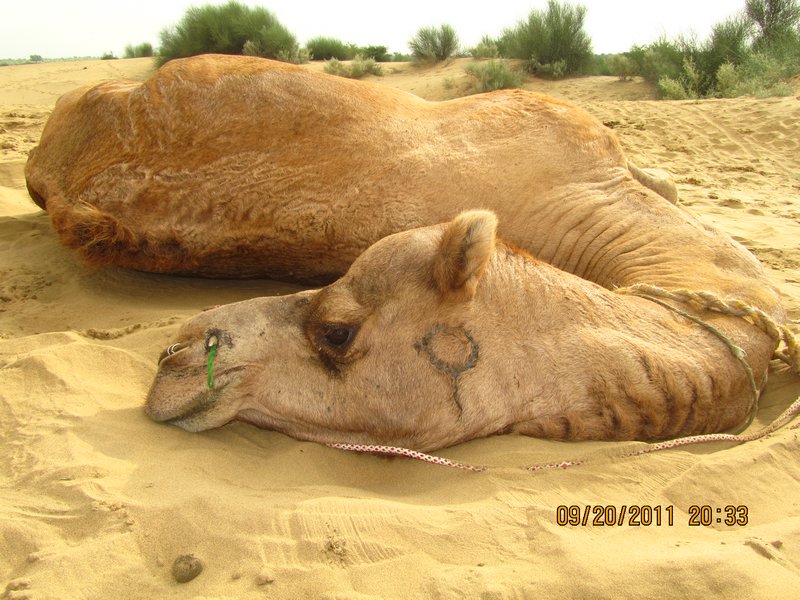 Jaisalmer and Camel Trek 174