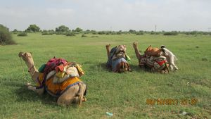 Jaisalmer and Camel Trek 047