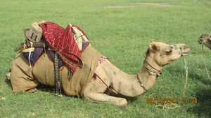 Jaisalmer and Camel Trek 053