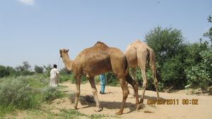 Jaisalmer and Camel Trek 085
