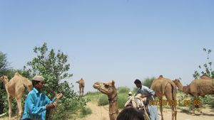 Jaisalmer and Camel Trek 086