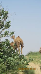 Jaisalmer and Camel Trek 088