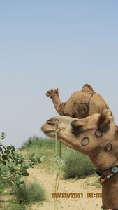 Jaisalmer and Camel Trek 089