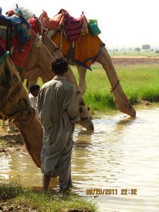 Jaisalmer and Camel Trek 219