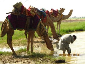 Jaisalmer and Camel Trek 221
