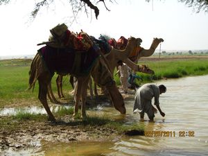 Jaisalmer and Camel Trek 223