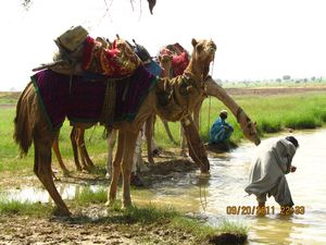 Jaisalmer and Camel Trek 229