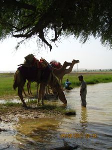 Jaisalmer and Camel Trek 230