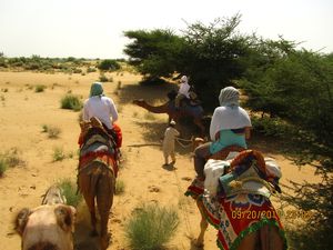 Jaisalmer and Camel Trek 236