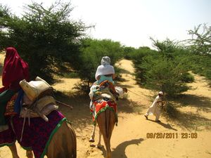 Jaisalmer and Camel Trek 237