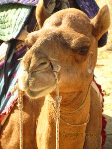 Jaisalmer and Camel Trek 253