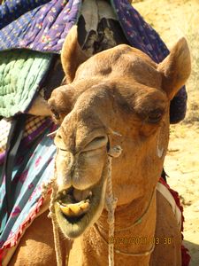 Jaisalmer and Camel Trek 257