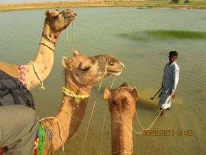 Jaisalmer and Camel Trek 259