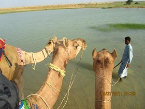 Jaisalmer and Camel Trek 260