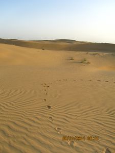 Jaisalmer and Camel Trek 301