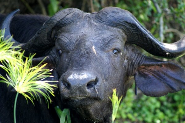 Water buffalo with attitude