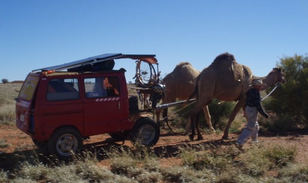 Traveller and his camels