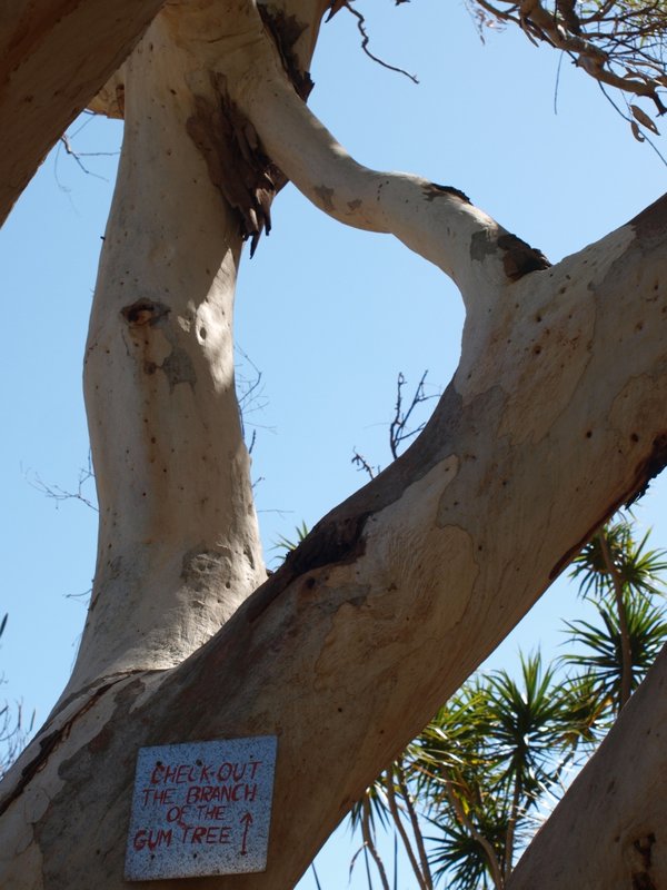 Check out this Gum Tree
