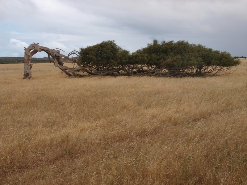 Bending tree Greenough