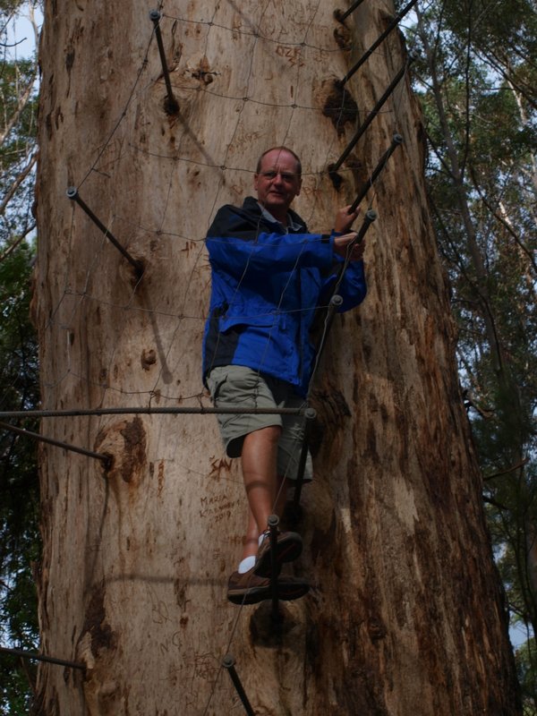 Climbing the Tingle Tree