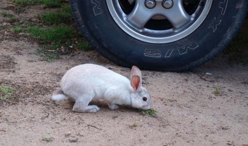 Rabbit at caravan park