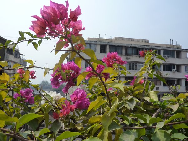 Exotic flowers and buildings in the background, Classic Mumbai