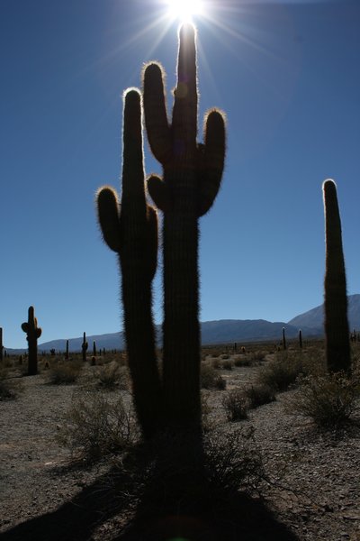 gigantore cactus