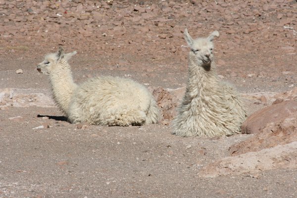 Lamas resting outside our hostel