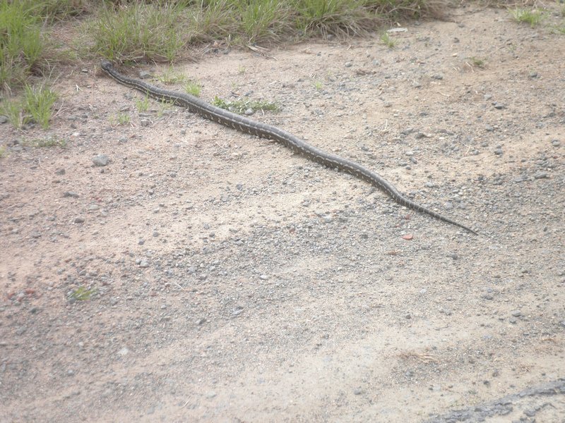 A local snake