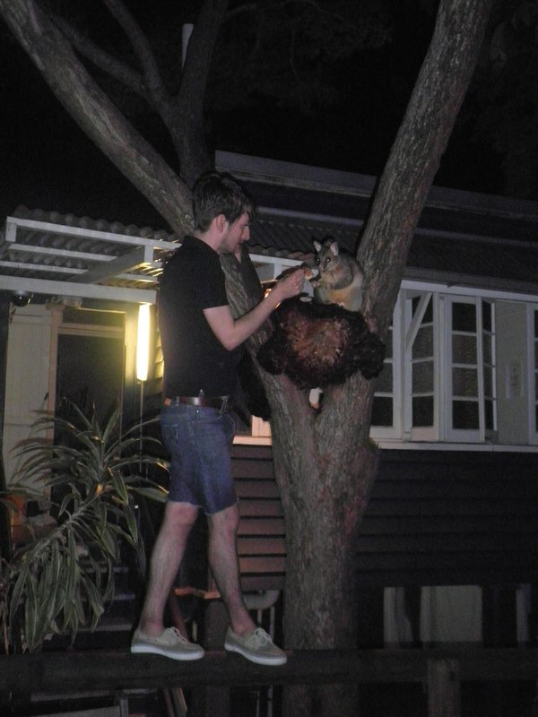 Feeding the possums at the hostel in Brizzie