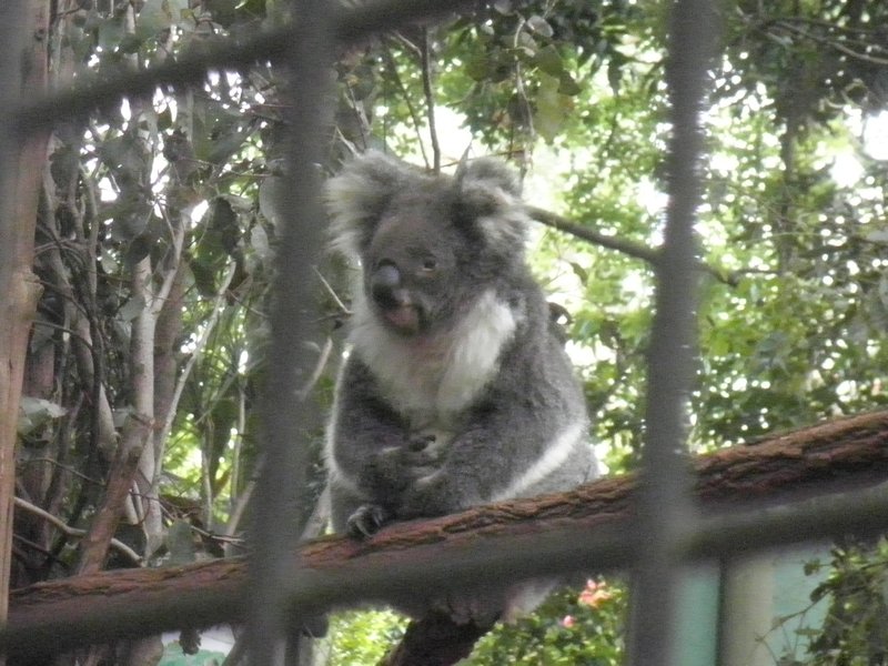 The Ewok Koala