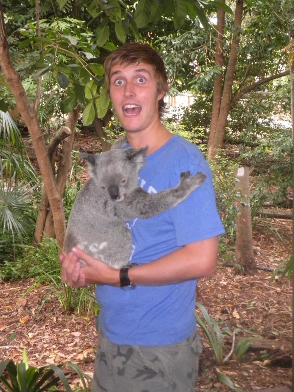 Koala attack!!