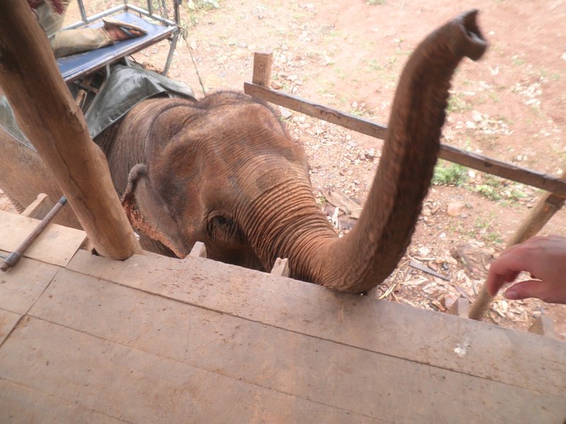 Our mate the elephant